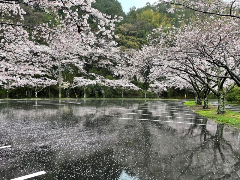 雨の日の桜花