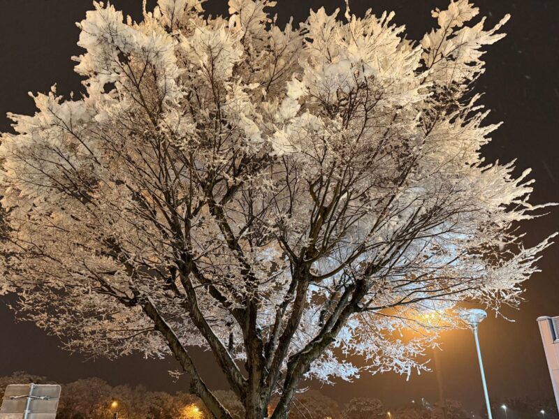 めずらしい雪景色